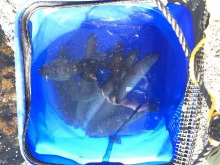 根魚絶好調です！