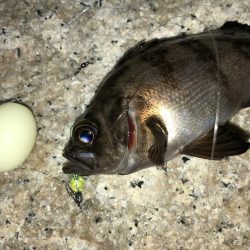 メバルフィーバー継続中！