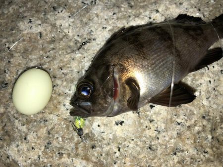 メバルフィーバー継続中！