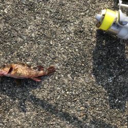 ガシラ入れ食い!