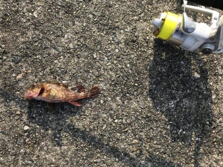 ガシラ入れ食い!