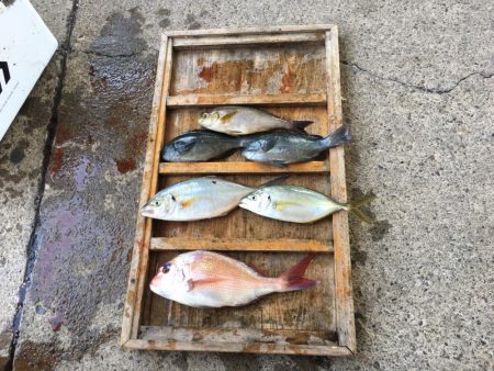 きらがわ漁場にて