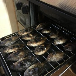 豆アジ夜釣り