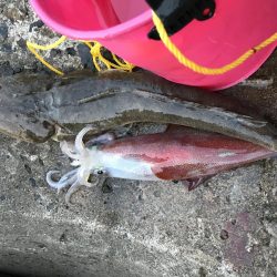 夕方ショアジギング