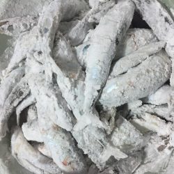 小鯖の飲ませ釣り