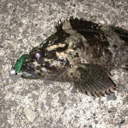 やっぱり強かった！！スペシャルグリーン！！