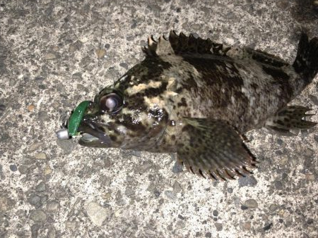 やっぱり強かった！！スペシャルグリーン！！