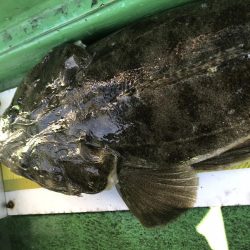 明石海峡 鯛ラバ好調