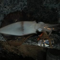 志賀島エギング