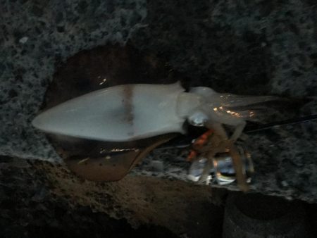 志賀島エギング