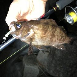 朝まずめ数釣りメバリング