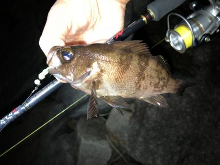 朝まずめ数釣りメバリング