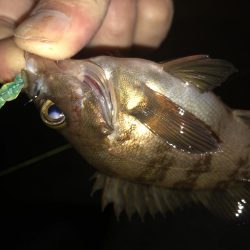 会社帰りプチメバル