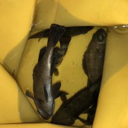 まだまだメバリング