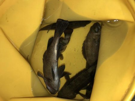 まだまだメバリング