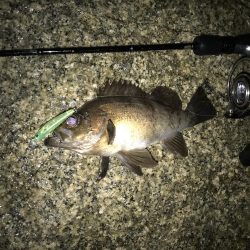 メバル プラッキング