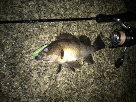 メバル プラッキング