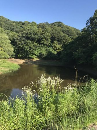 海まで行かず野池に久し振りに行って来ました。