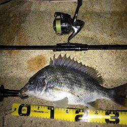 淀川チニング&持ち主探してます!