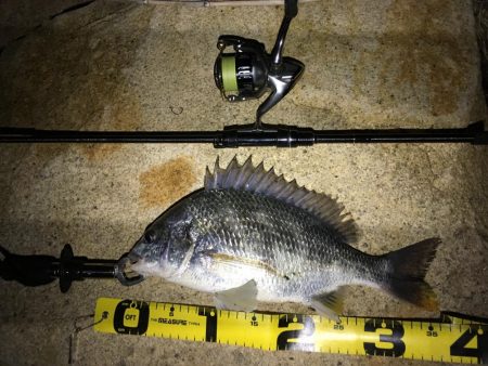 淀川チニング&持ち主探してます!