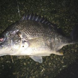 赴任先でチニング♫