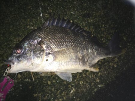 赴任先でチニング♫