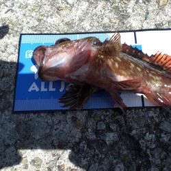 魚の活性が良い