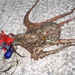 台風前タコ釣れた