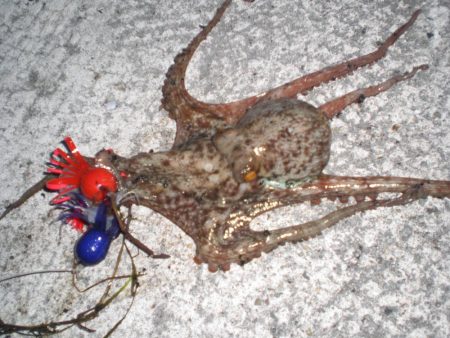 台風前タコ釣れた