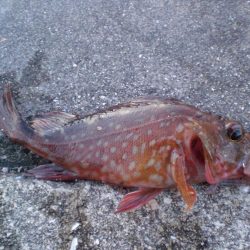 淡路島から明石港まで