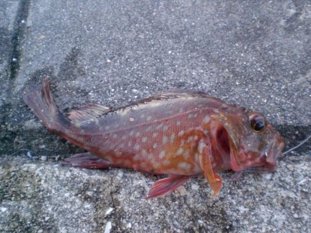 淡路島から明石港まで