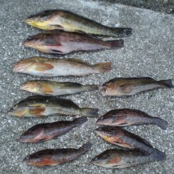 アイナメ大きい