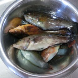 コブダイの幼魚