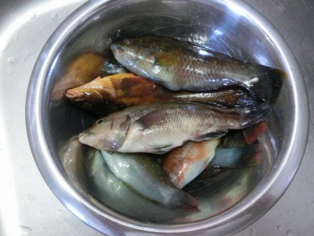 コブダイの幼魚