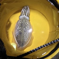 広島に引っ越して初めてのエギング