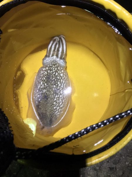 広島に引っ越して初めてのエギング