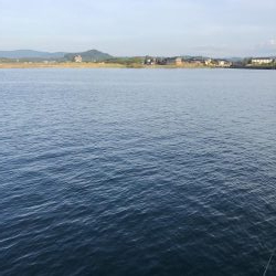 サビキVSアジング