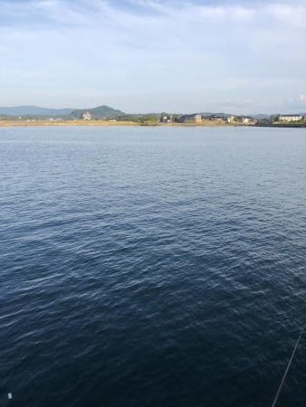 サビキVSアジング