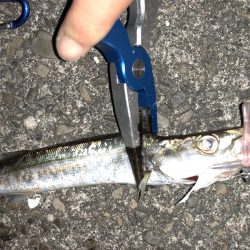 今日はライトゲームでカマスゲーム！