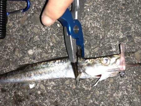 今日はライトゲームでカマスゲーム！