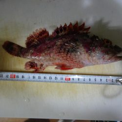 初めての和歌山北港魚釣り公園