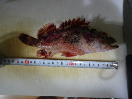 初めての和歌山北港魚釣り公園