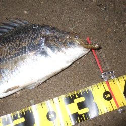 2018 キビレ調査NO、14