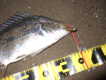 2018 キビレ調査NO、14