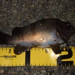 梅雨メバル釣行で豪華なゲストが登場