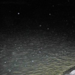 リバーシーバス