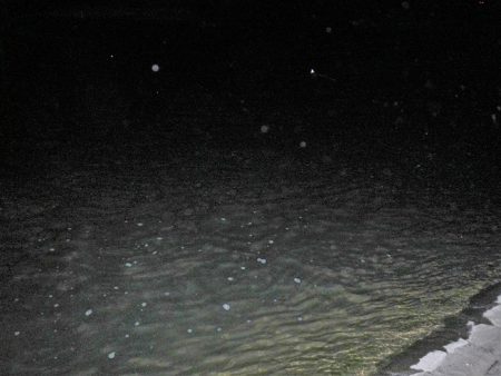 リバーシーバス