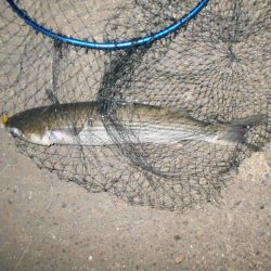 バチのサイズが小さくて苦戦…。