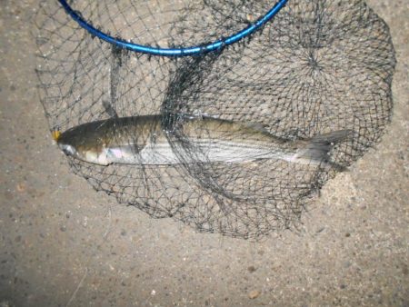 バチのサイズが小さくて苦戦…。