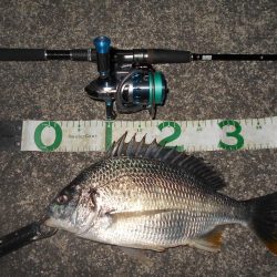 マイクロバチパターン？。